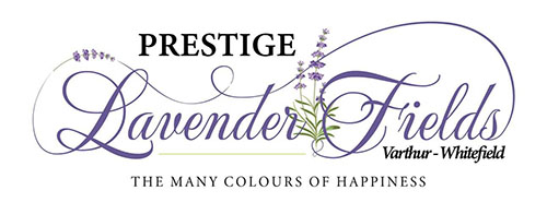 Prestige Lavender Fields