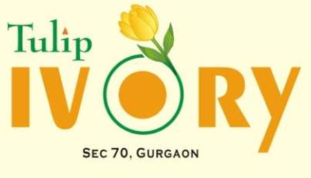 Tulip Ivory